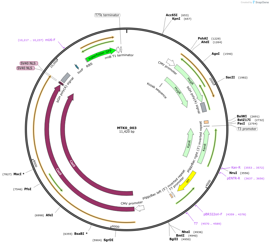 123925-plasmid-map-sequence-id-250079