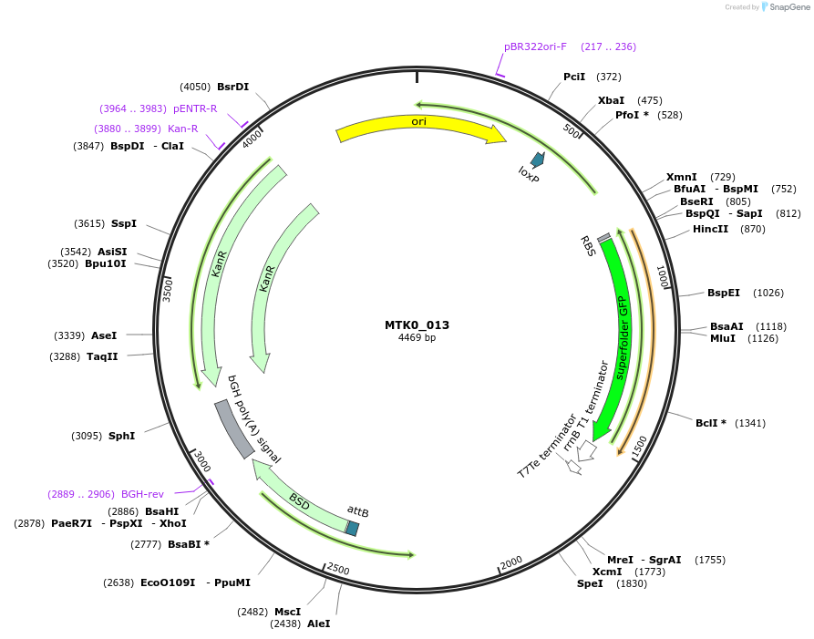 123928-plasmid-map-sequence-id-250080