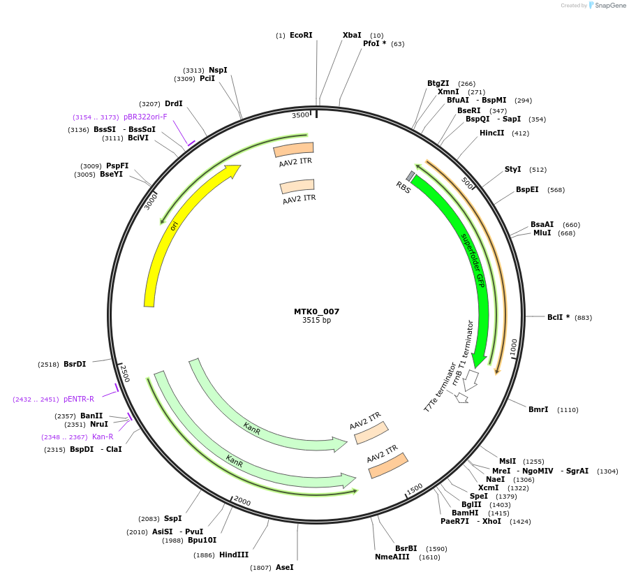 123927-plasmid-map-sequence-id-250086