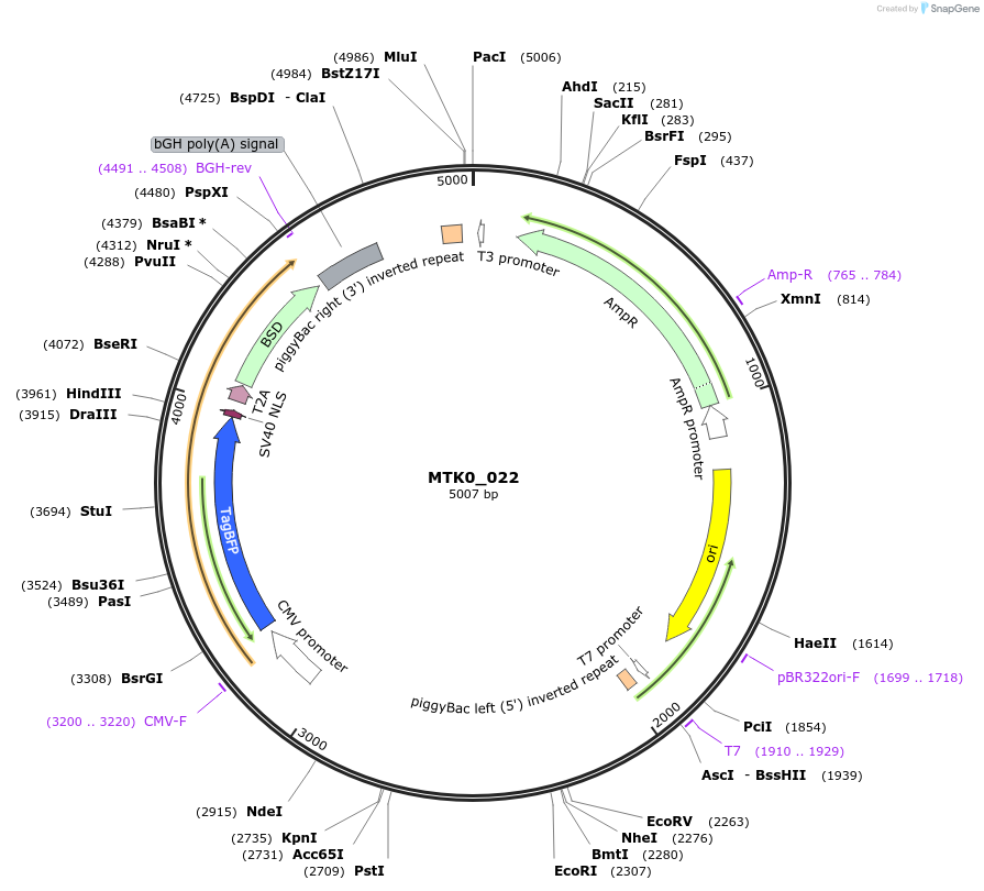 123937-plasmid-map-sequence-id-250100