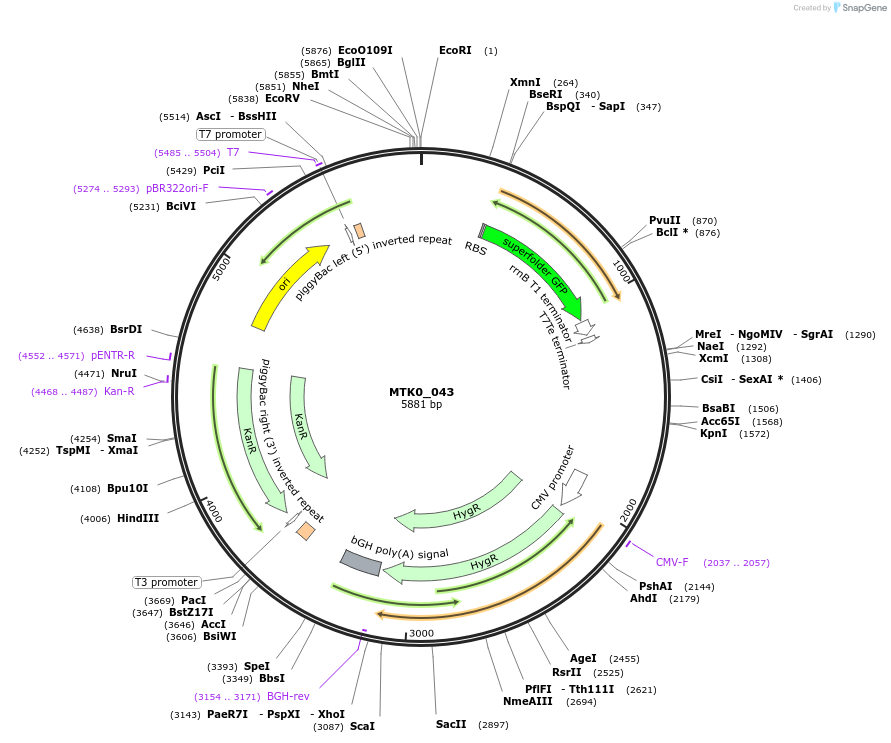 123943-plasmid-map-sequence-id-250106