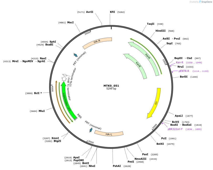 123948-plasmid-map-sequence-id-250127