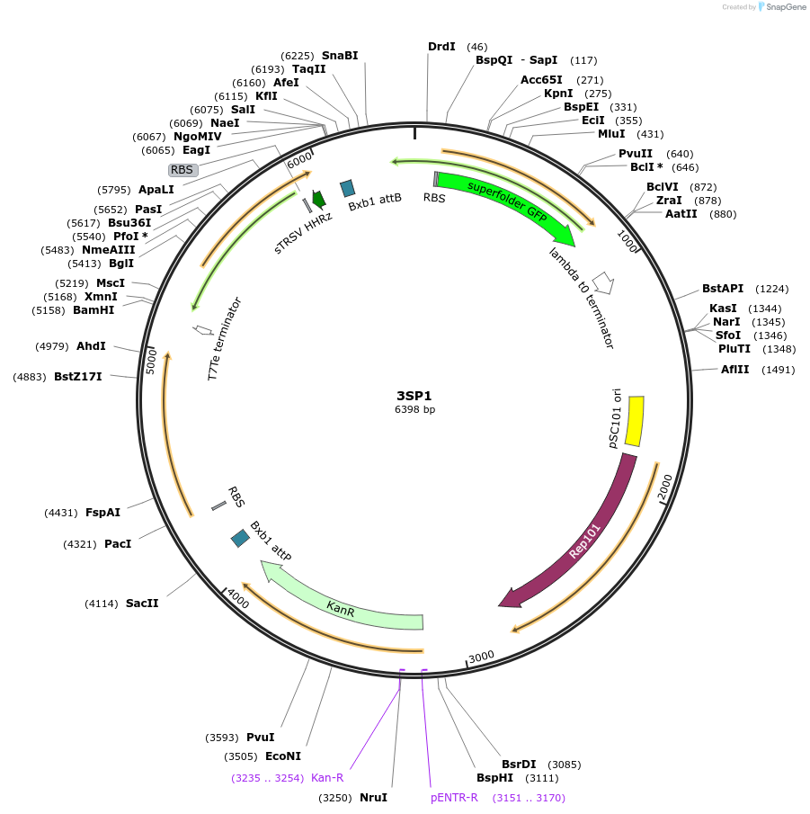 126535-plasmid-map-sequence-id-250154