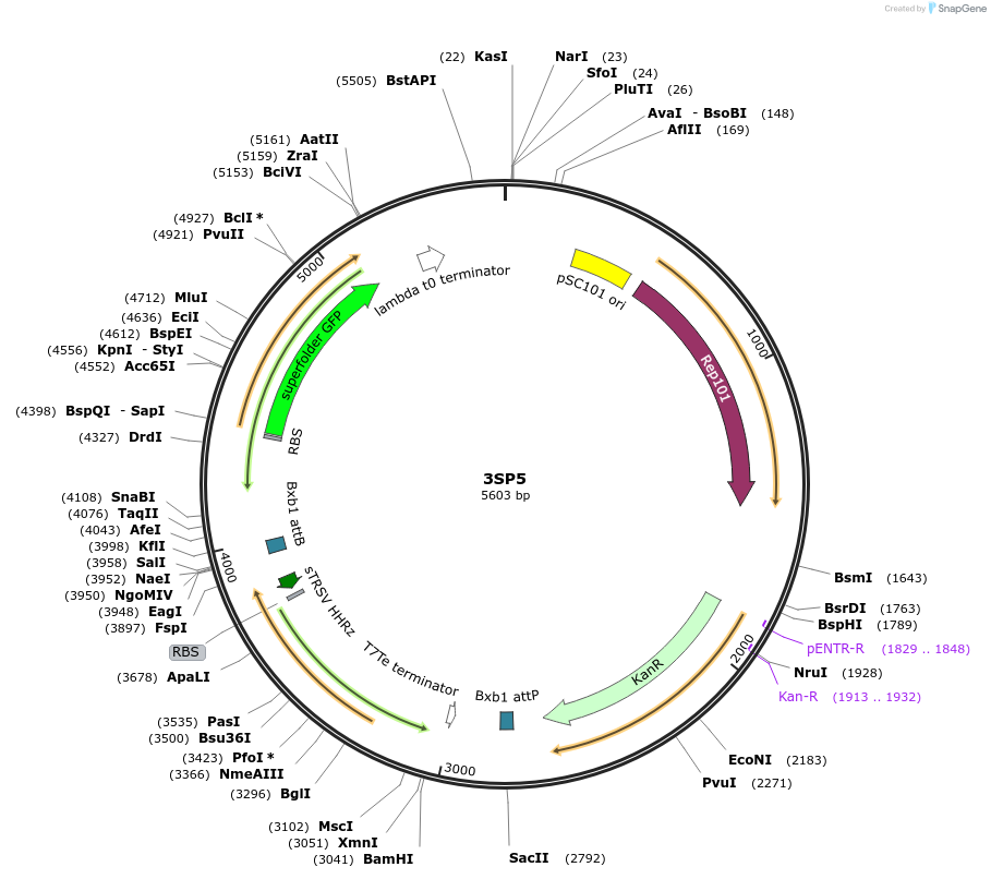 126539-plasmid-map-sequence-id-250156