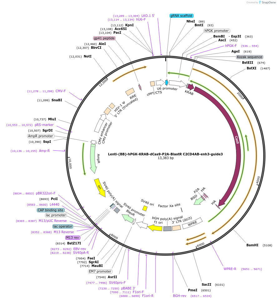 125410-plasmid-map-sequence-id-250168
