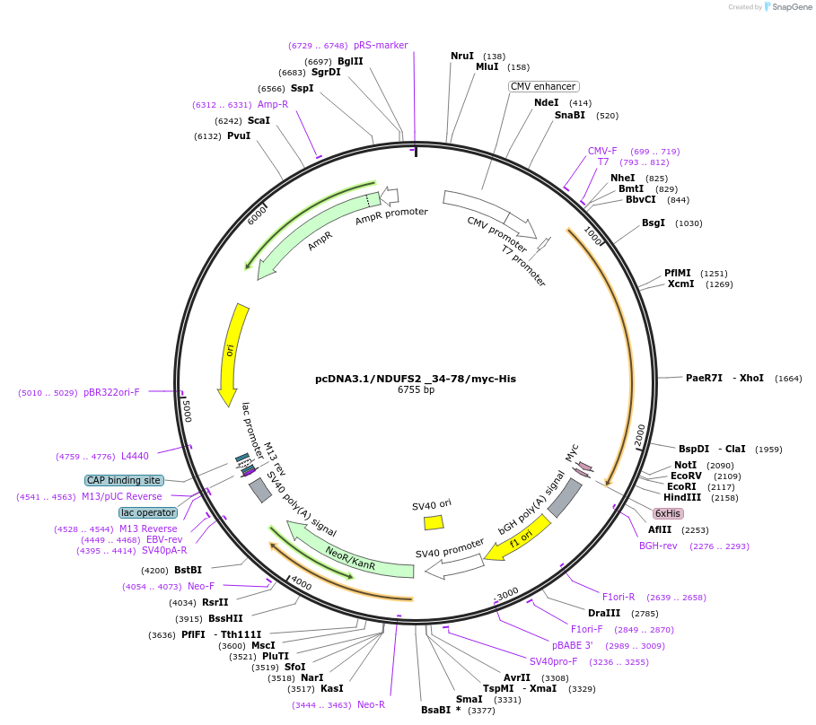 127496-plasmid-map-sequence-id-250175