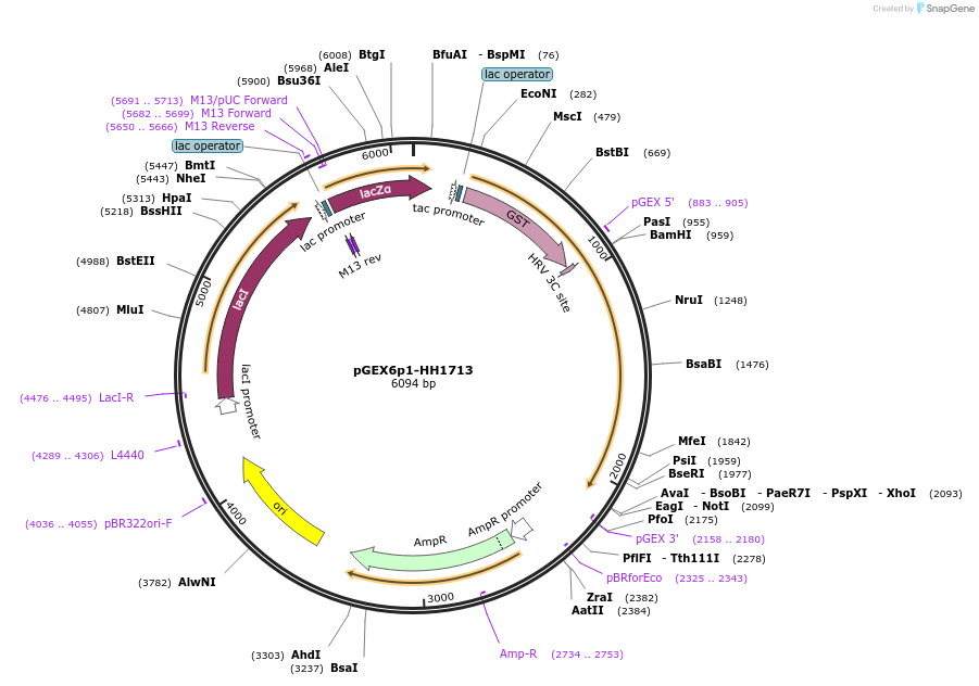124994-plasmid-map-sequence-id-250176