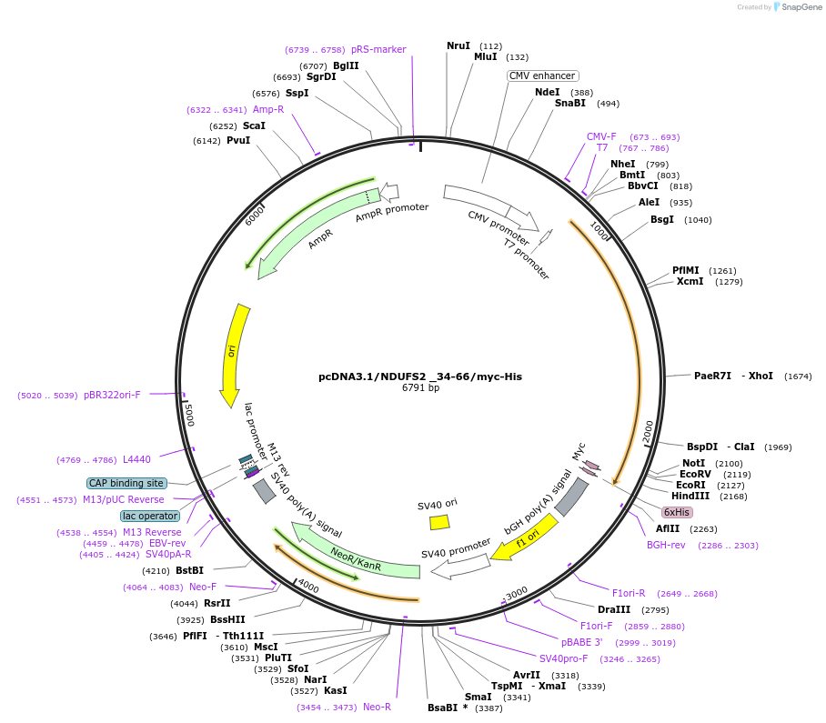 127495-plasmid-map-sequence-id-250177
