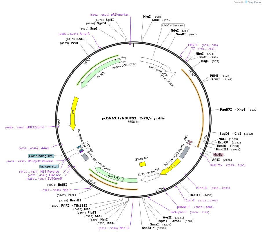 127493-plasmid-map-sequence-id-250179