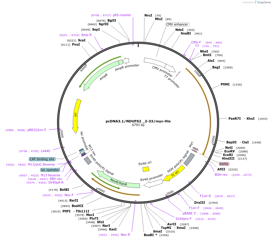 127492-plasmid-map-sequence-id-250182
