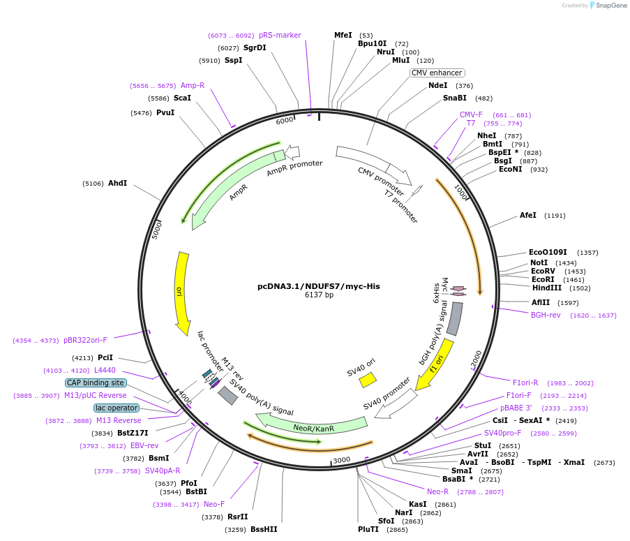 127488-plasmid-map-sequence-id-250189