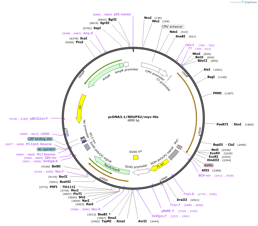 127486-plasmid-map-sequence-id-250218