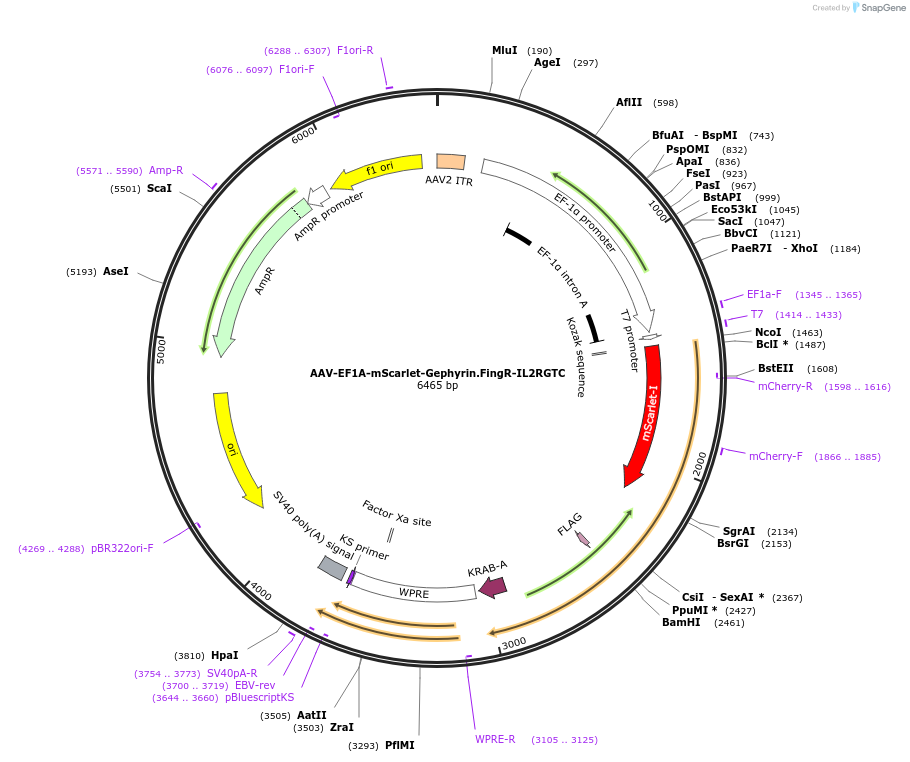 125695-plasmid-map-sequence-id-250225