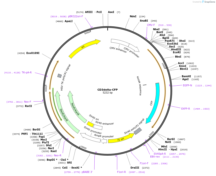 128154-plasmid-map-sequence-id-250226