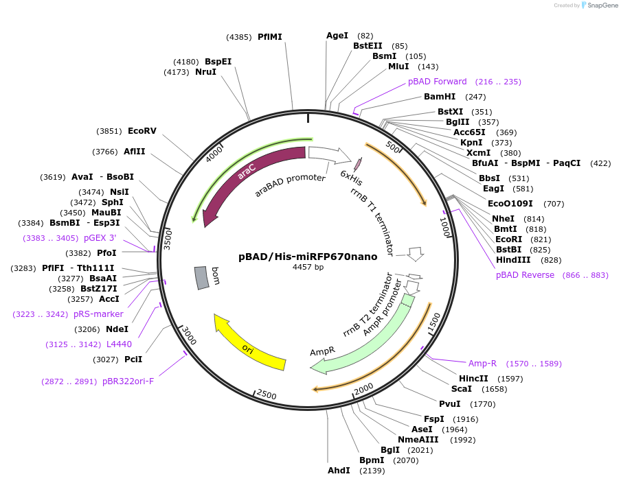 127427-plasmid-map-sequence-id-250228
