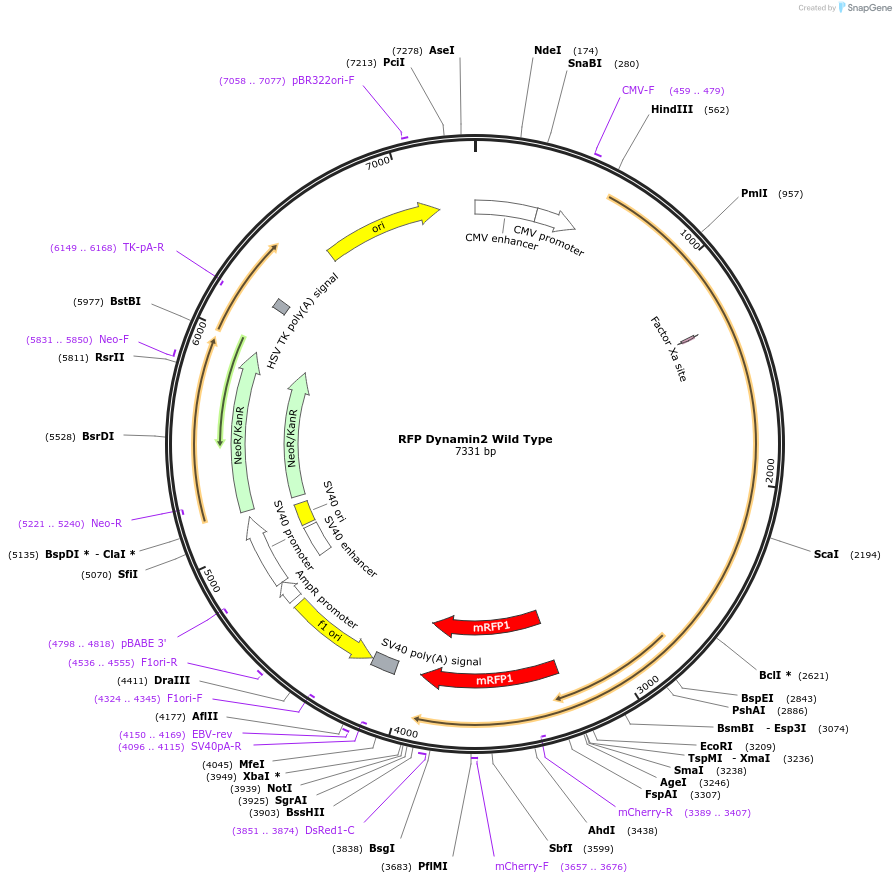 128152-plasmid-map-sequence-id-250230