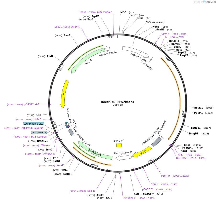 127428-plasmid-map-sequence-id-250231