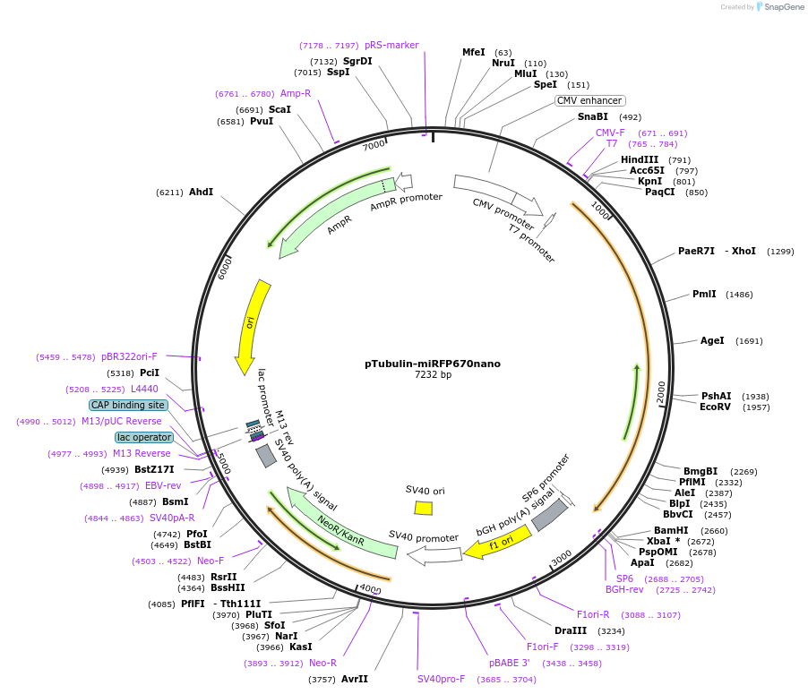 127429-plasmid-map-sequence-id-250232