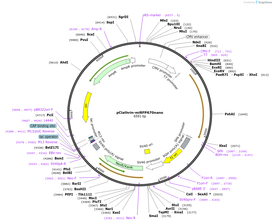 127430-plasmid-map-sequence-id-250321