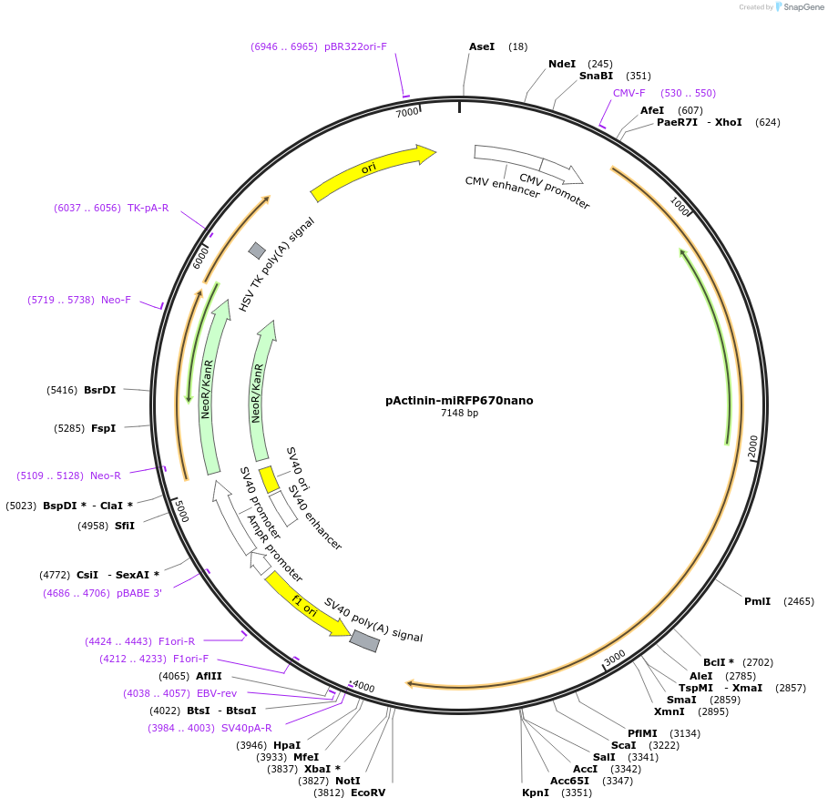 127432-plasmid-map-sequence-id-250323