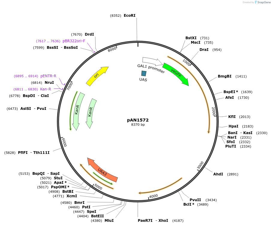 127202-plasmid-map-sequence-id-250359