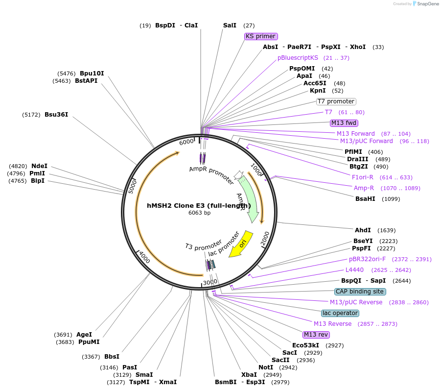16453-plasmid-map-sequence-id-250389