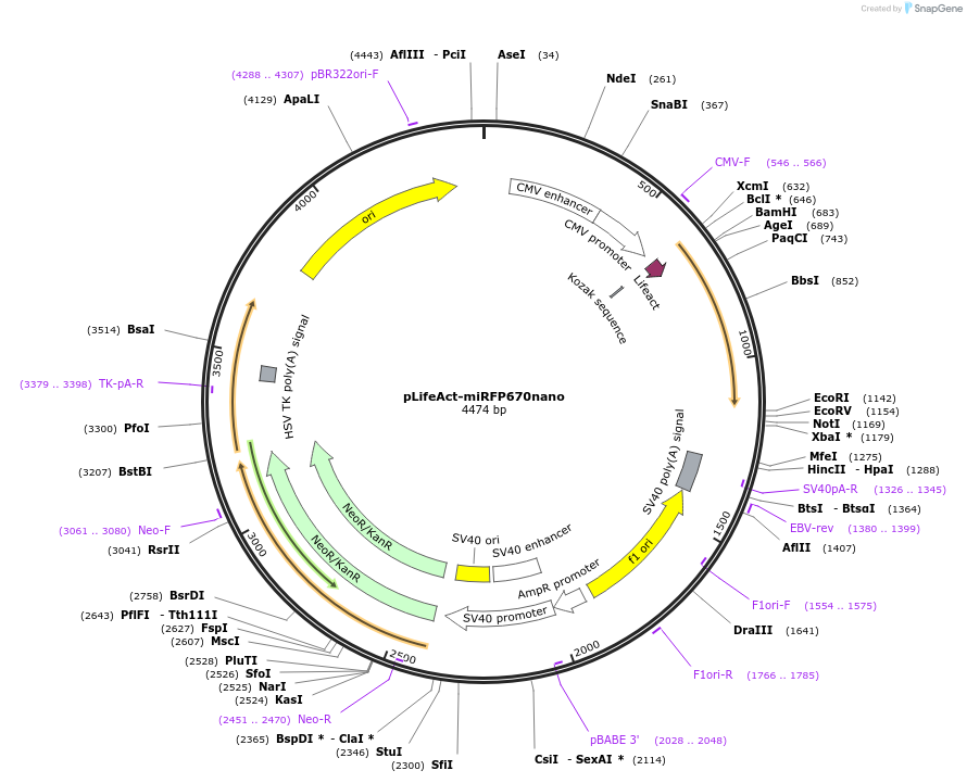 127434-plasmid-map-sequence-id-250407