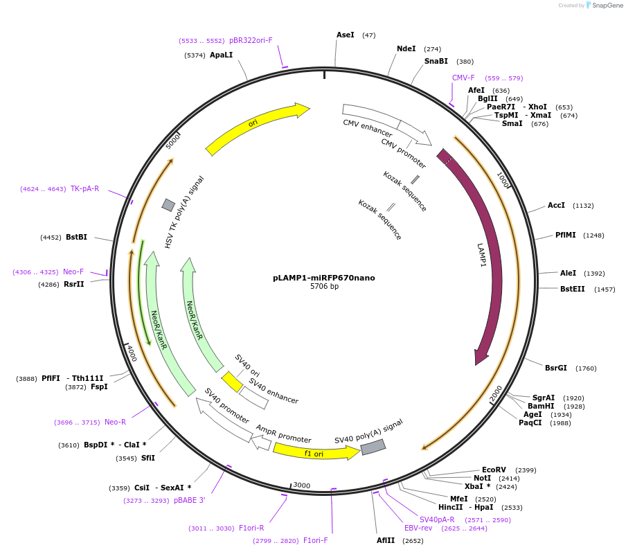 127435-plasmid-map-sequence-id-250409