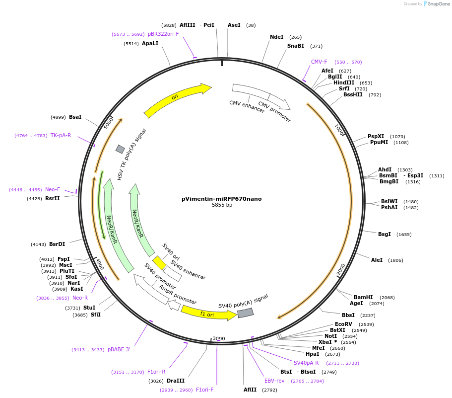 127436-plasmid-map-sequence-id-250410