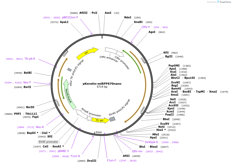 127437-plasmid-map-sequence-id-250412