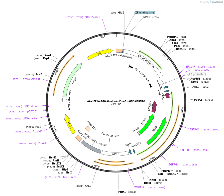 126217-plasmid-map-sequence-id-250414