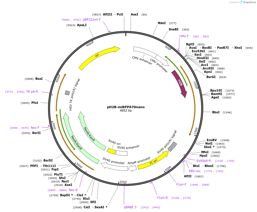 127438-plasmid-map-sequence-id-250415