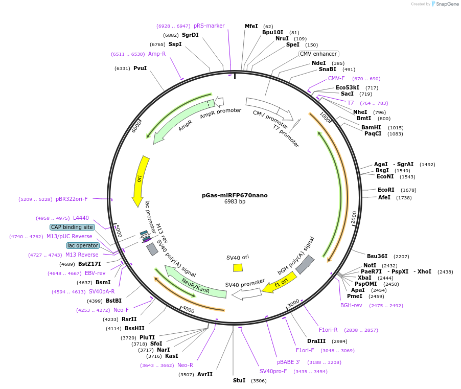 127441-plasmid-map-sequence-id-250416