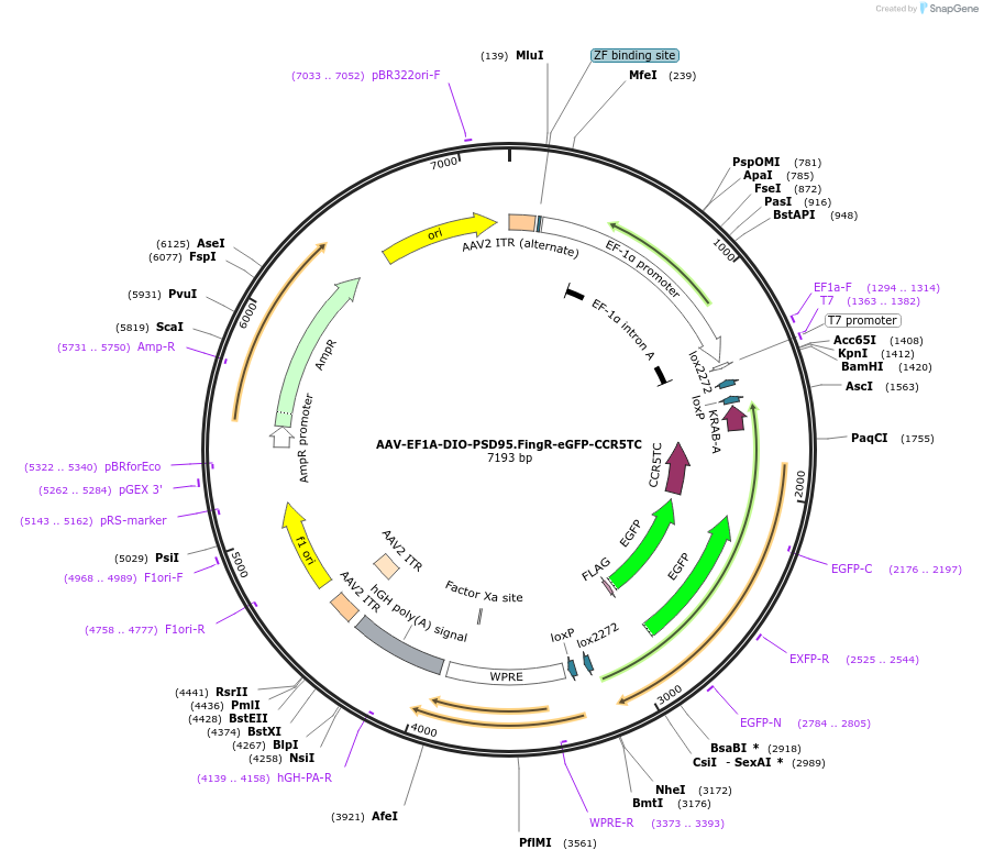 126216-plasmid-map-sequence-id-250418