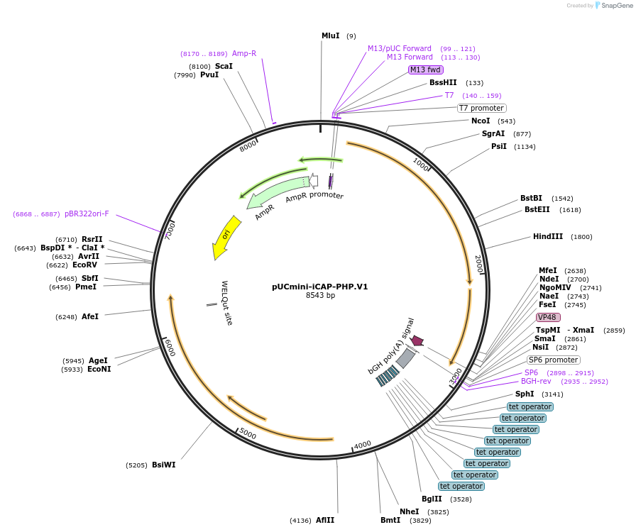 127847-plasmid-map-sequence-id-250419