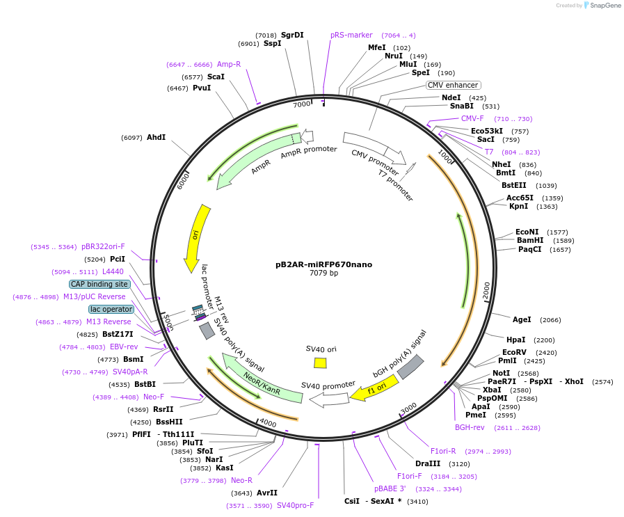 127442-plasmid-map-sequence-id-250420