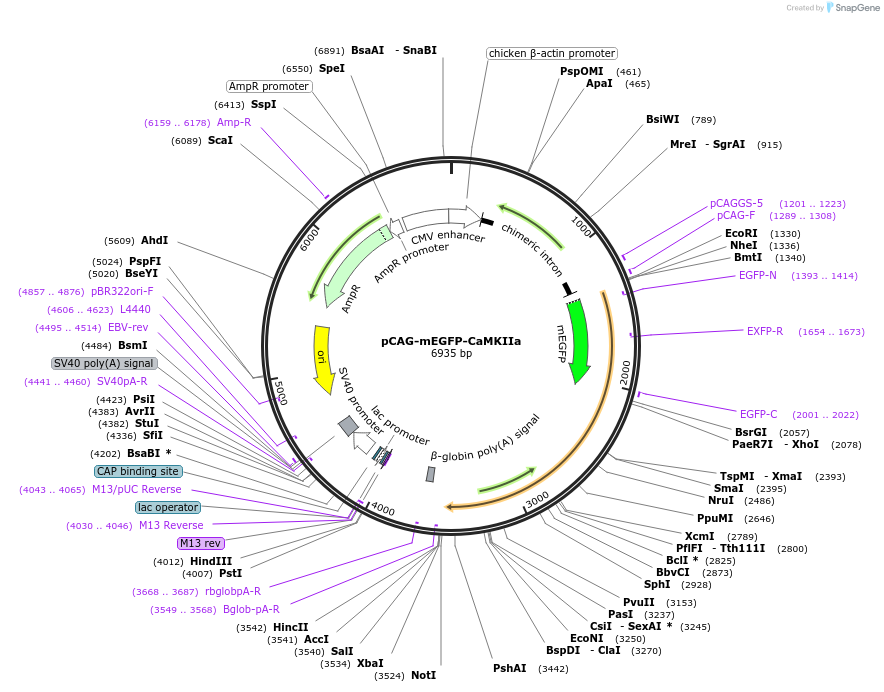 127389-plasmid-map-sequence-id-250426