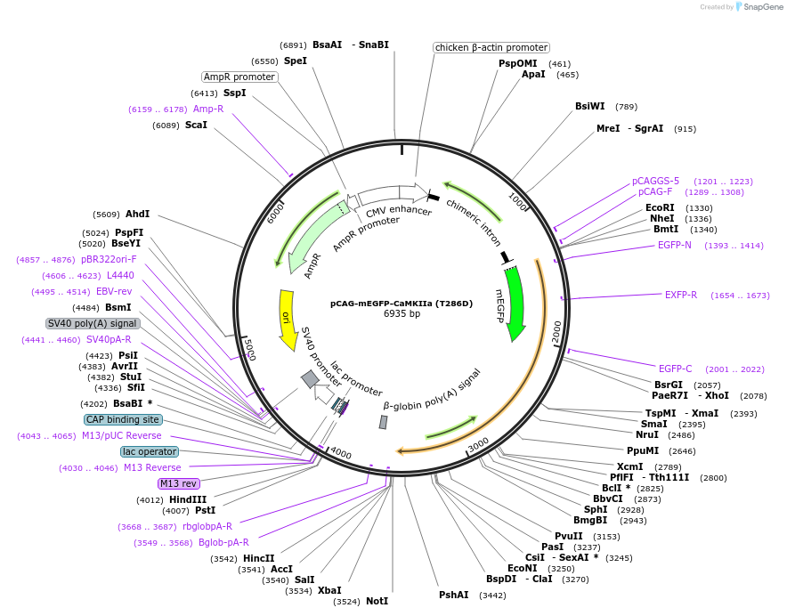 127391-plasmid-map-sequence-id-250431
