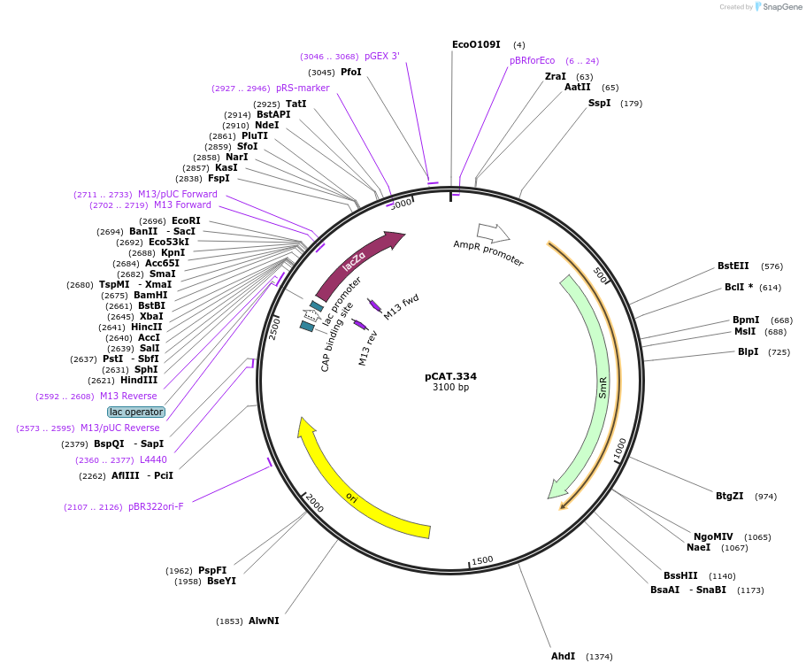 119556-plasmid-map-sequence-id-250441