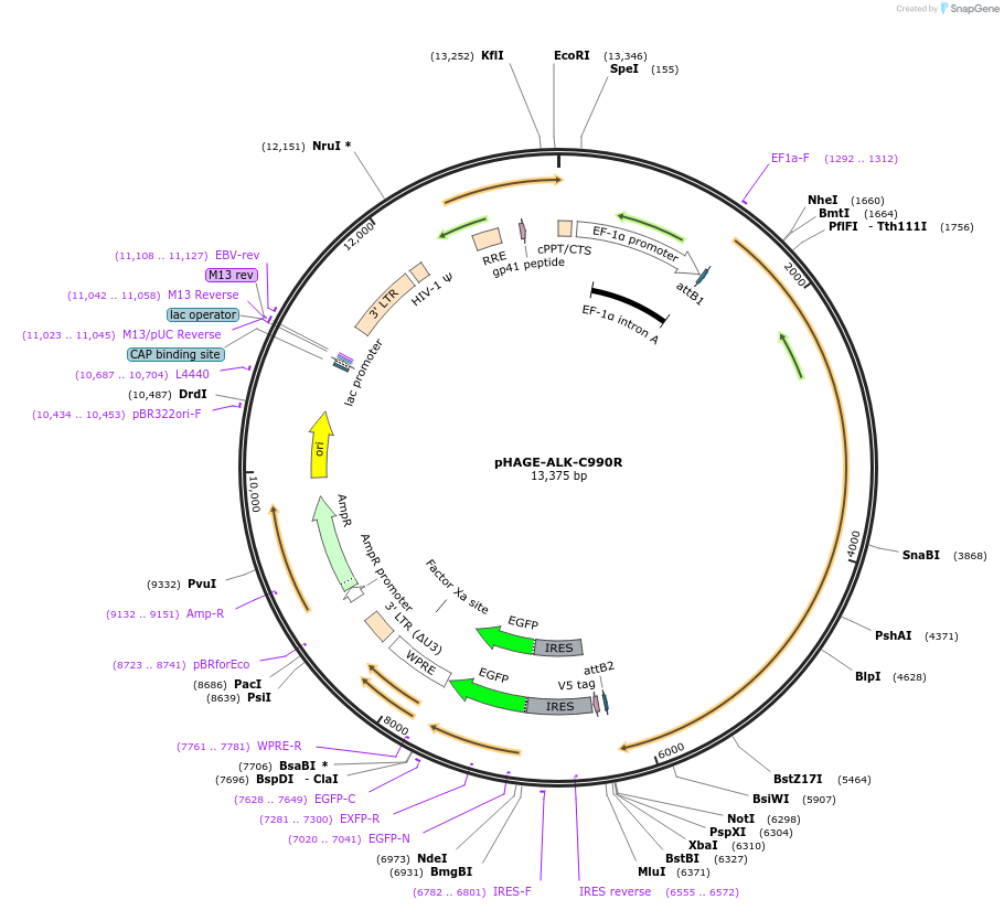 116107-plasmid-map-sequence-id-250455
