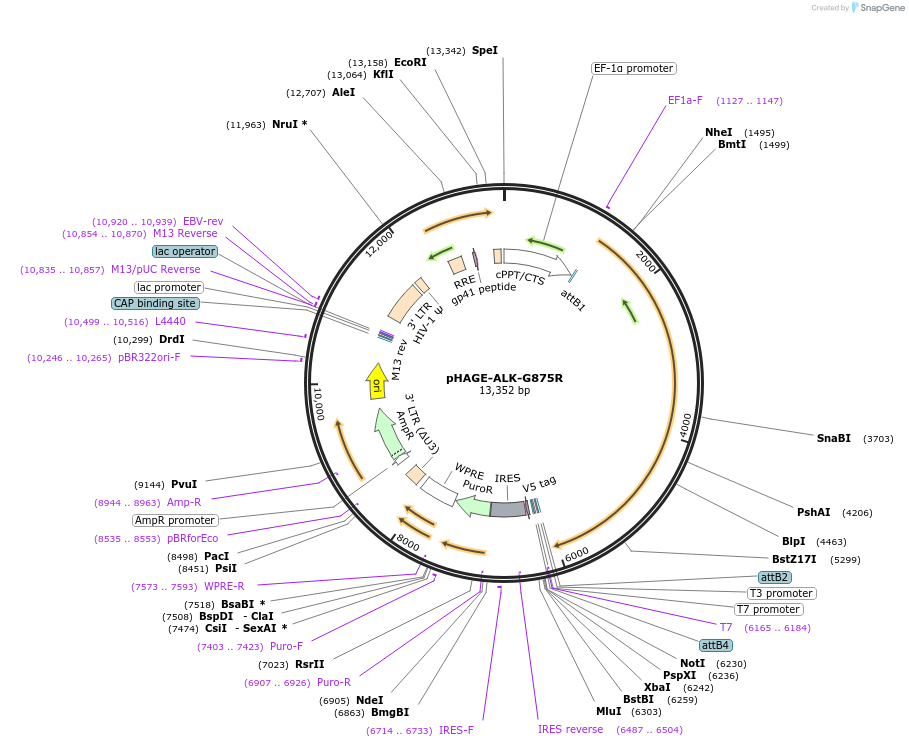 116109-plasmid-map-sequence-id-250459
