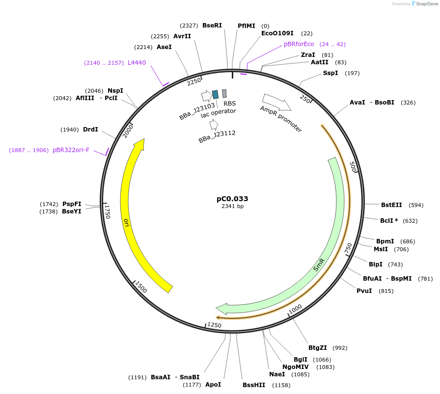 119578-plasmid-map-sequence-id-250514