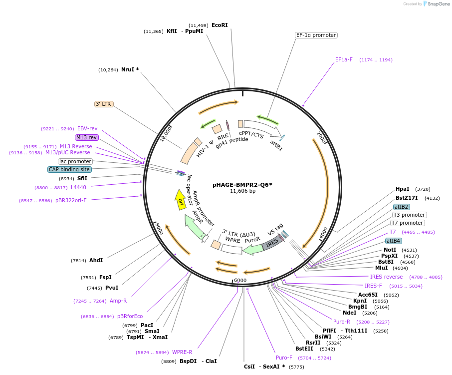 116127-plasmid-map-sequence-id-250521