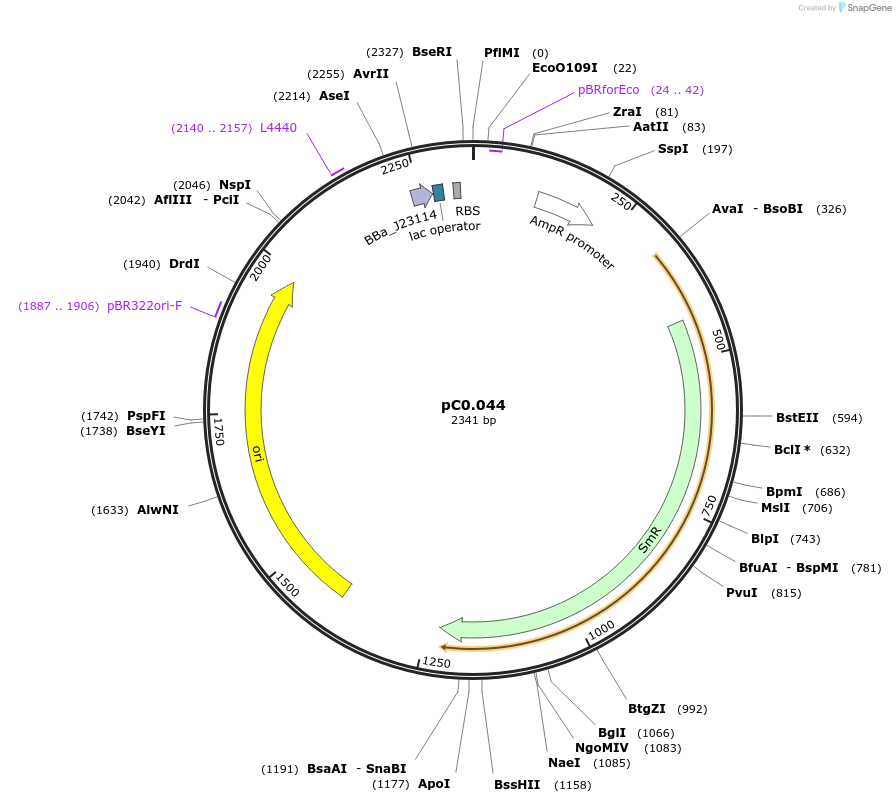 119587-plasmid-map-sequence-id-250538