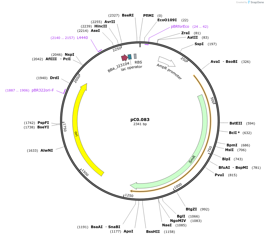 119592-plasmid-map-sequence-id-250585