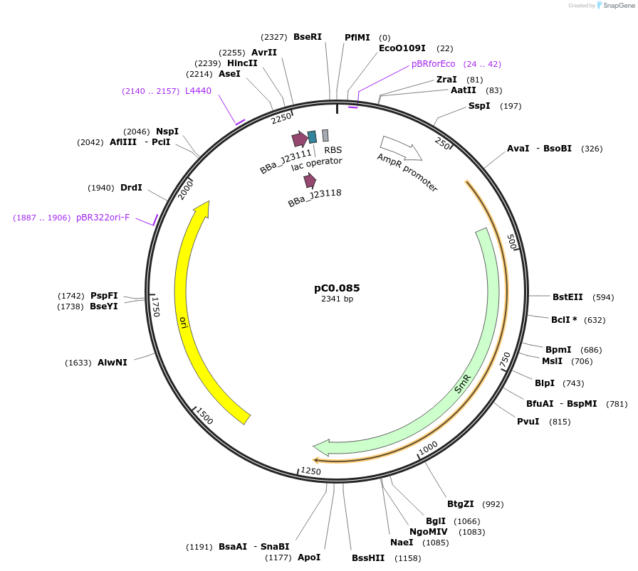 119594-plasmid-map-sequence-id-250606