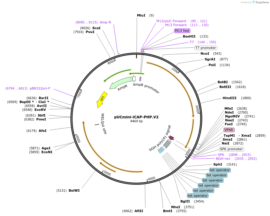 127848-plasmid-map-sequence-id-250685