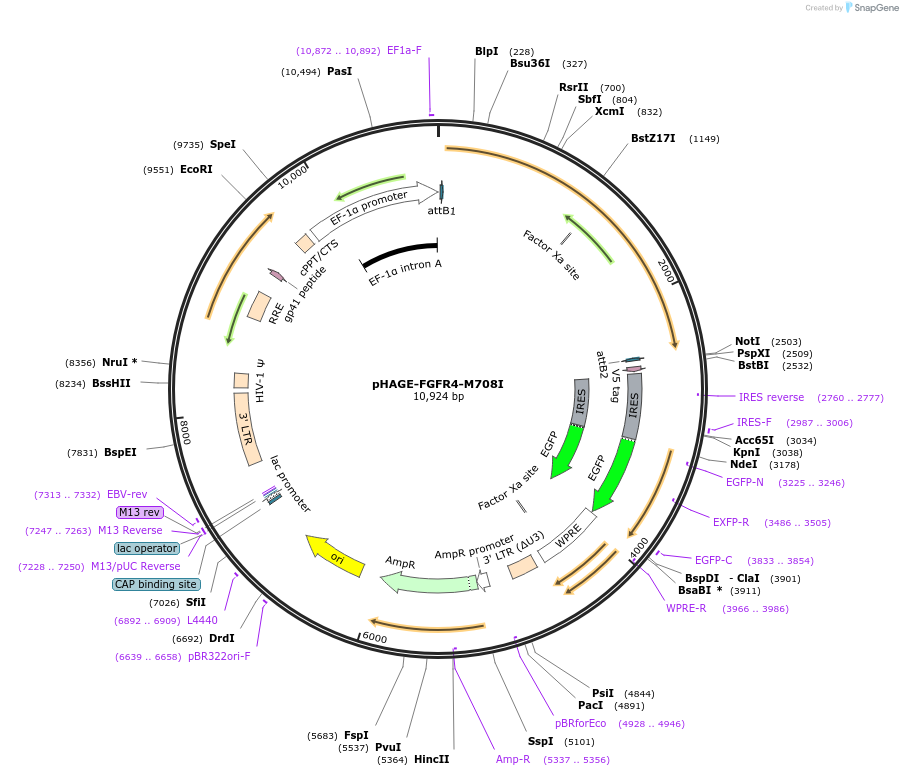116392-plasmid-map-sequence-id-250721