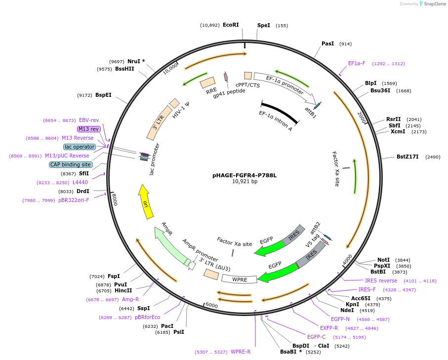 116393-plasmid-map-sequence-id-250724