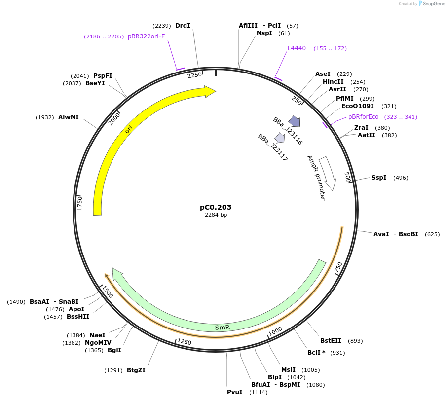 119604-plasmid-map-sequence-id-250741